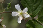 Northern dewberry